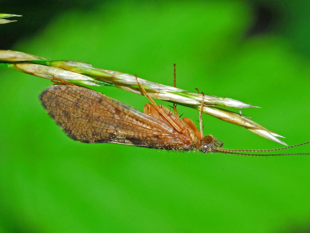 Un piccolo insetto dalle ali brune - Rhyacophila sp.
